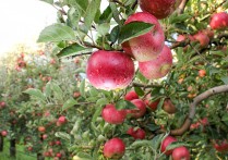 农村人种植苹果的步骤是什么？有哪些注意事项