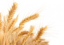 小麦种子哪个品种好？推荐高产小麦品种