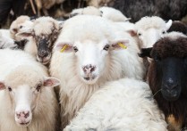 2021年羊肉的市场价格多少钱一斤？养羊前景如何
