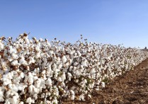 棉花最新的市场价格多少钱一斤