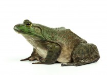 黑斑蛙多少天吃一次食物？黑斑蛙价格多少钱一斤